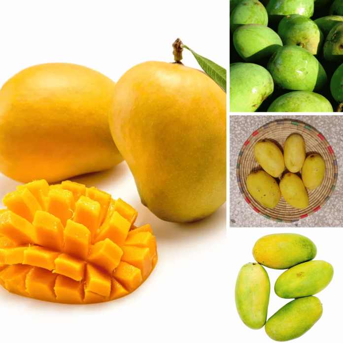 Mango Season Finally Arrives: A Time of Joy and Celebration for Mango Lovers Worldwide
