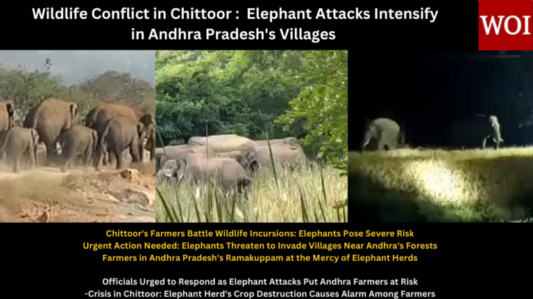 Wildlife Conflict in Chittoor :  Elephant Attacks Intensify in Andhra Pradesh’s Villages