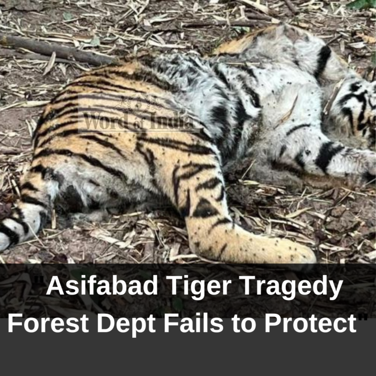 "Conservation Failures: Tigers Die on Forest Dept's Watch