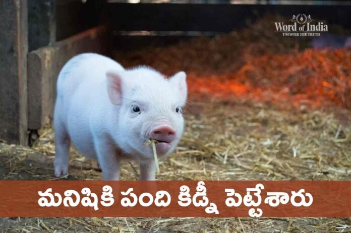 doctors-implanted-a-pig-kidney-into-a-human-for-the-first-time