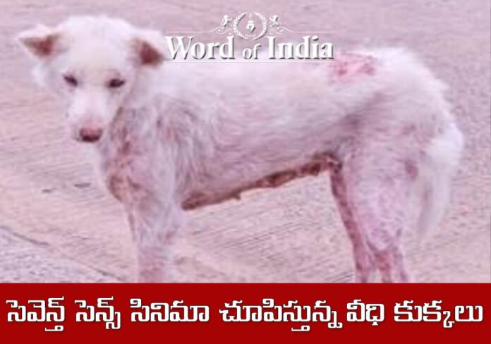 dogs-suffering-from-mystery-diseases-in-suryapet-district-of-telangana