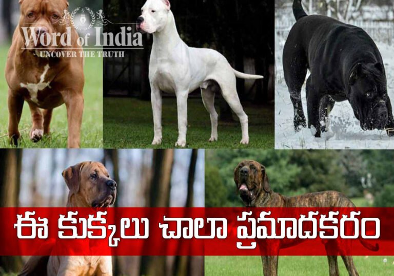 23 జాతుల పెంపుడు శున‌కాల‌పై కేంద్రం బ్యాన్‌!