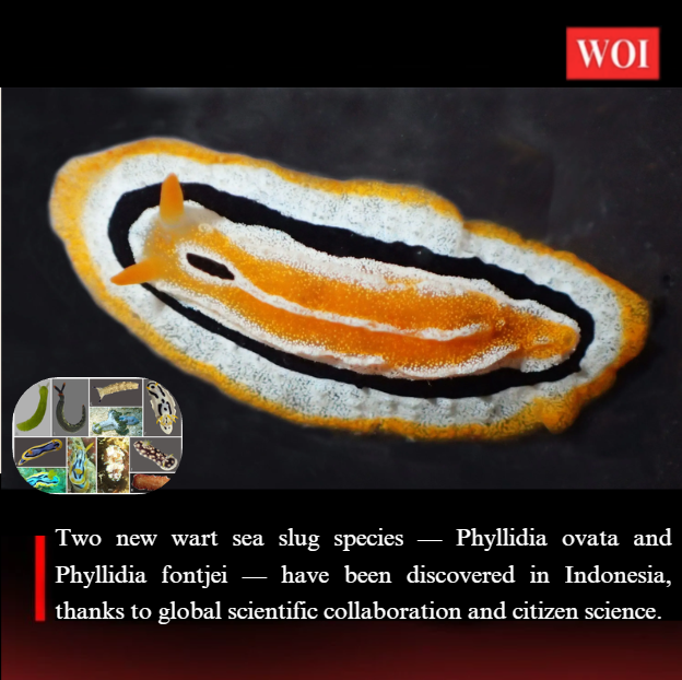 Two New Sea Slug Species Discovered in Indonesia’s North Sulawesi Waters