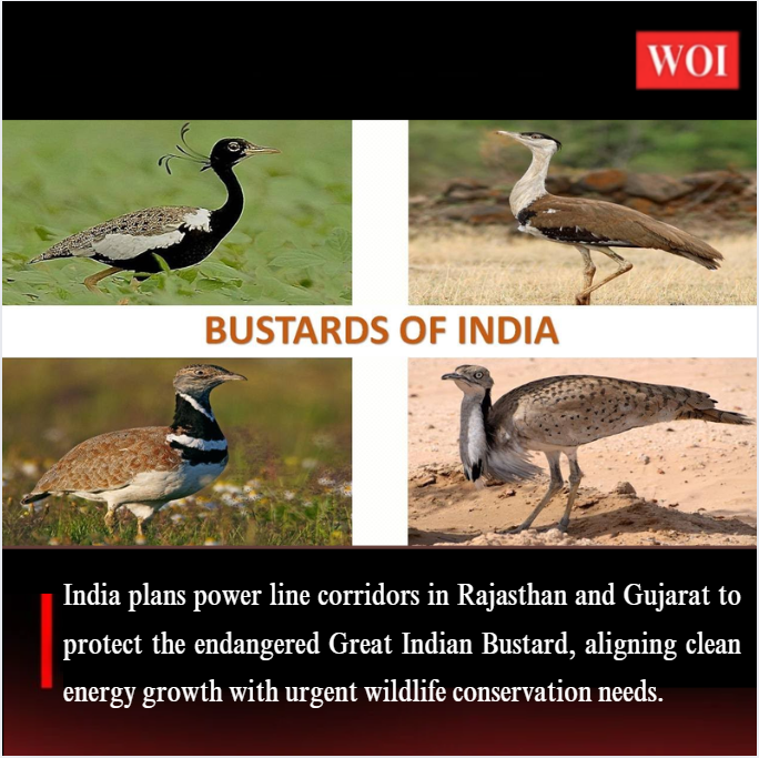 India Charts Power Line Corridors to Save the Great Indian Bustard