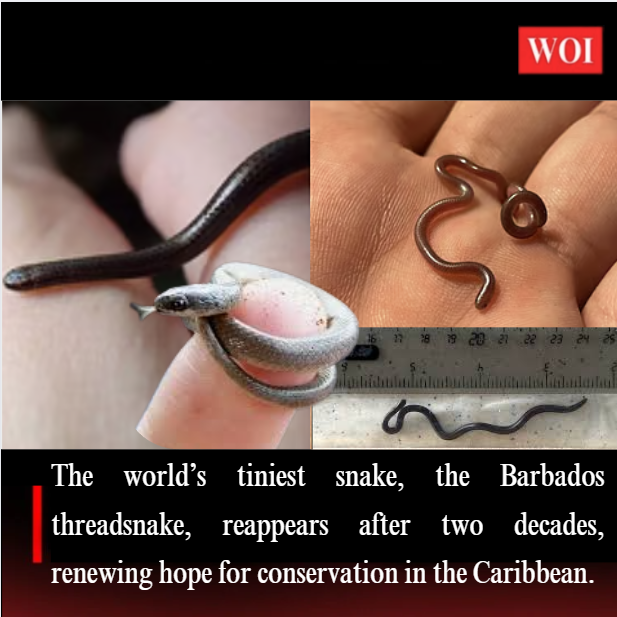 Tiny Wonder Returns World’s Smallest Snake Rediscovered in Barbados