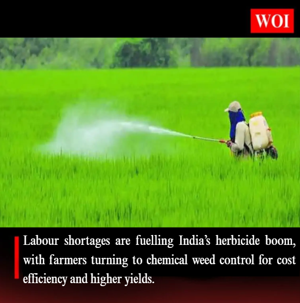 India’s Herbicide Demand Surges as Farm Labour Shortages Intensify