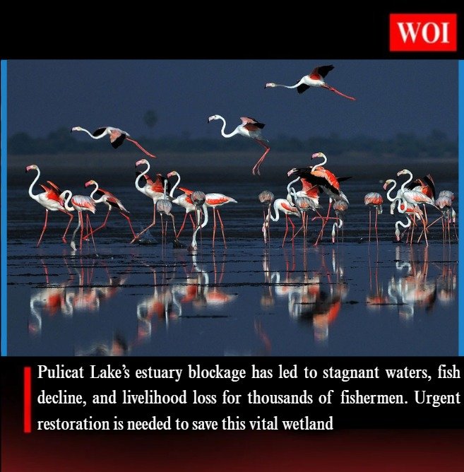 Pulicat Lake Faces Ecological Crisis as Estuary Blockage Threatens Livelihoods and Biodiversity
