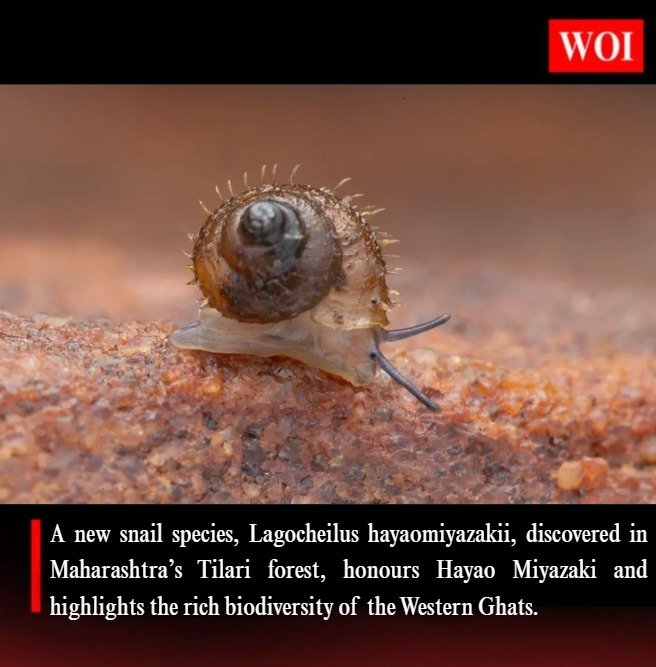 New Snail Species Discovered in Maharashtra’s Tilari Forest Named After Hayao Miyazaki