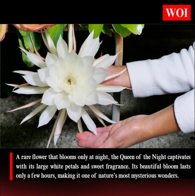 The Rare Beauty of the Queen of the Night Flower