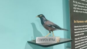 Scientists Call for Balanced Development and Conservation in the Nallamala Forests